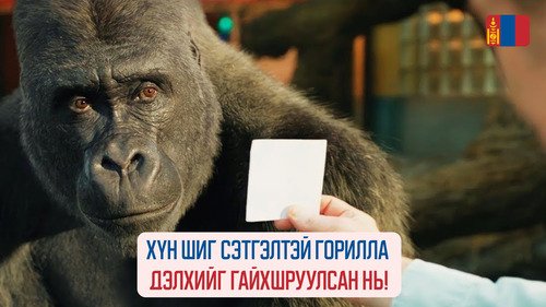 The One and Only Ivan (2020)